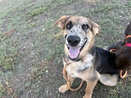 A young medium-sized male Tricolor (Brown, Black, & White) Mixed Breed dog named Bud for adoption in Georgetown, TX