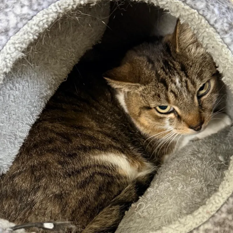 An adult large-sized male Brown / Chocolate Domestic Short Hair cat named Jr for adoption in East Smithfield , PA