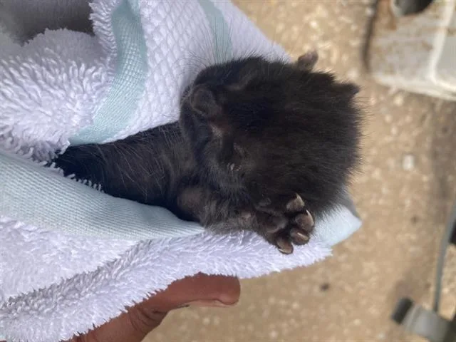A baby small-sized male Domestic Short Hair cat named Mark for adoption in Dallas, TX