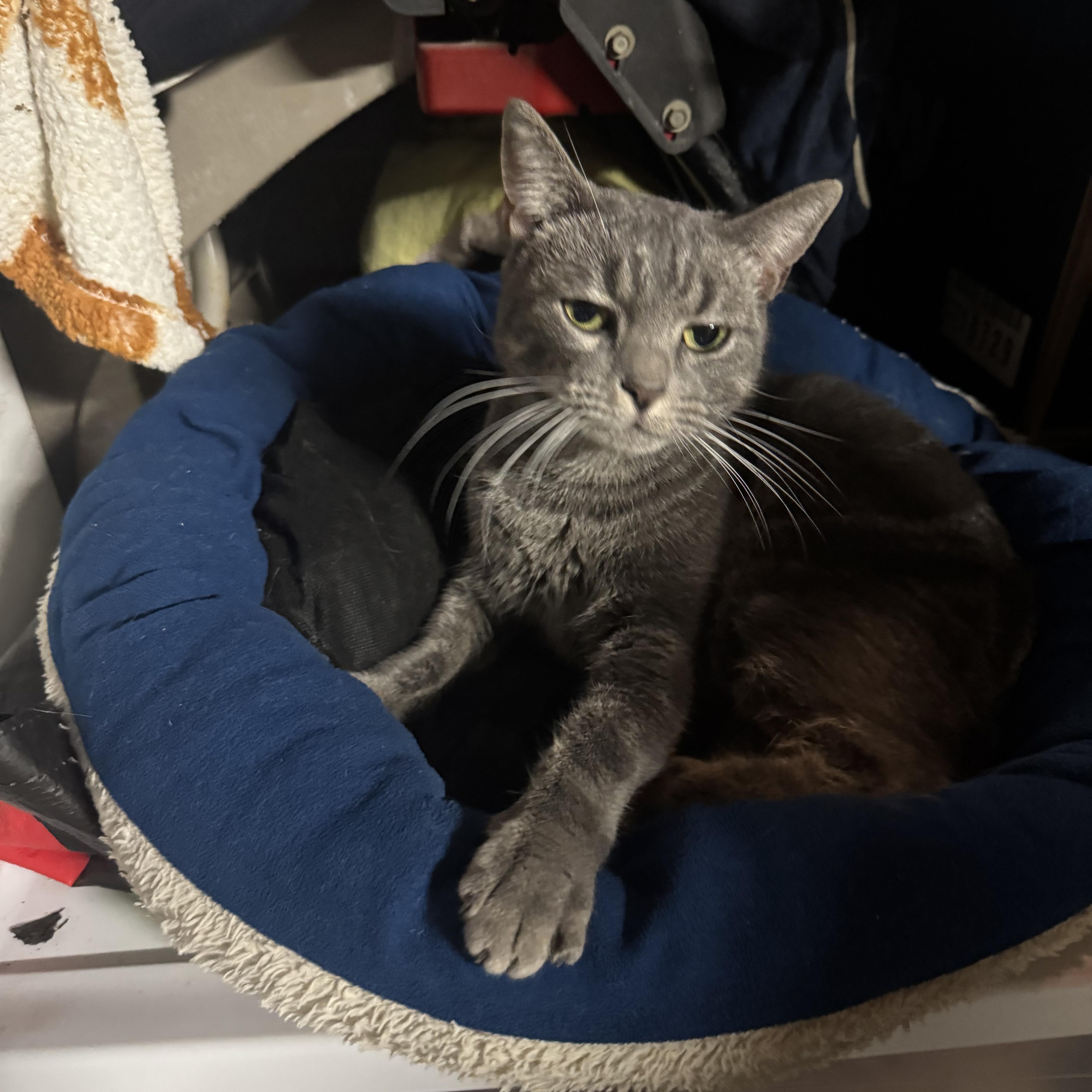 A young medium-sized female Tabby (Gray / Blue / Silver) American Shorthair cat named Lena for adoption in East Orange, NJ