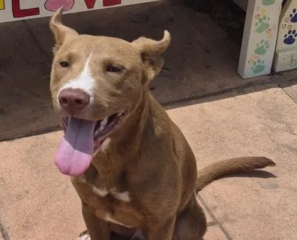 An adult medium-sized male Terrier dog named Duncan for adoption in Shreveport, LA