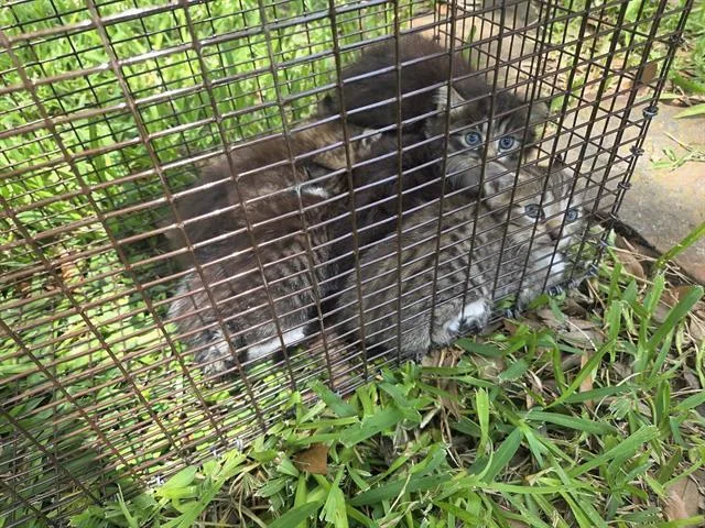 A baby small-sized male Domestic Short Hair cat named 11 for adoption in Houston, TX
