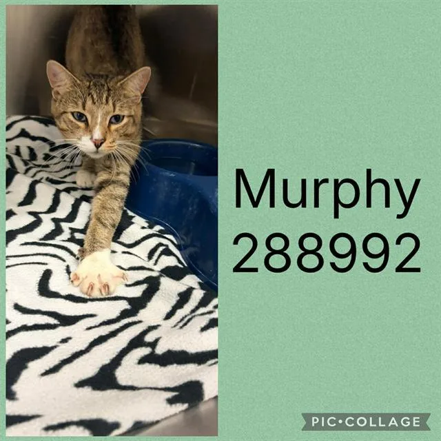 A young large-sized male Domestic Short Hair cat named Murphy for adoption in Macon, GA