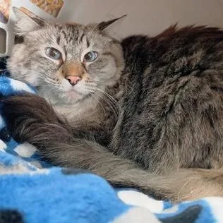 Gus
