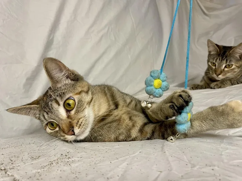 A young medium-sized female Domestic Short Hair cat named Arya for adoption in Saint Augustine, FL