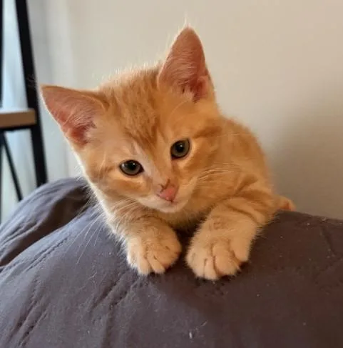 A baby small-sized male Domestic Short Hair cat named Biscuit for adoption in Charlotte, NC