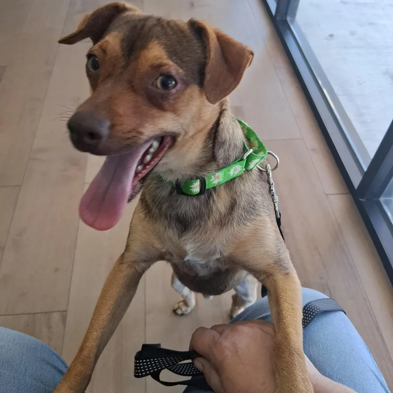 A young small-sized male Bicolor Chihuahua dog named Jack for adoption in Seal Beach, CA
