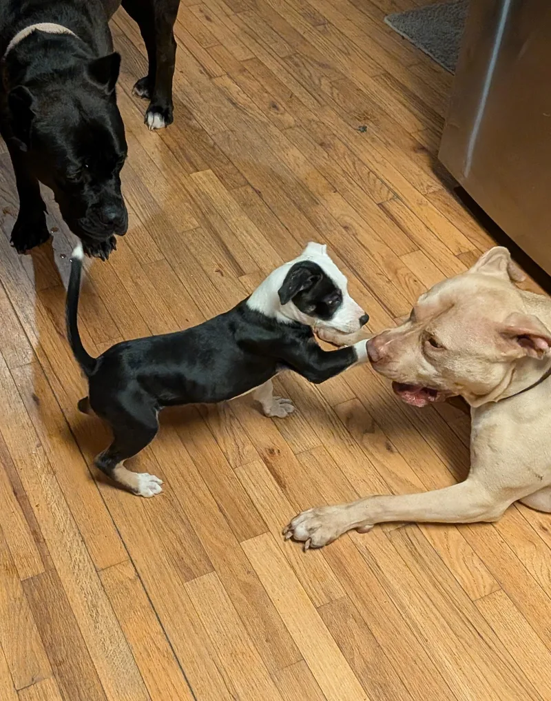 A baby medium-sized female Tricolor (Brown, Black, & White) Pit Bull Terrier dog named Charlotte for adoption in Kansas City, MO