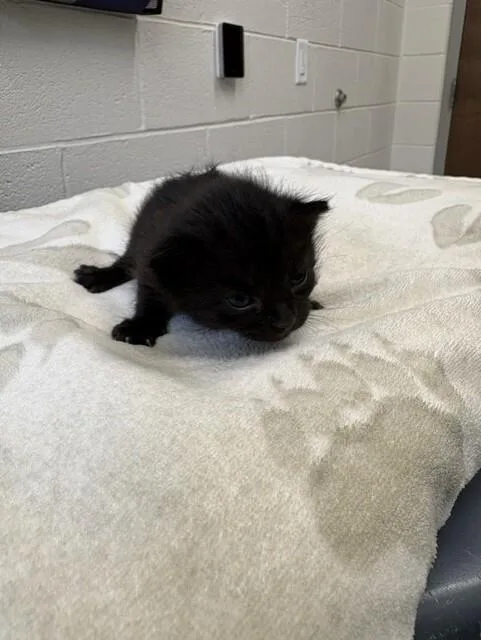 A young medium-sized female Black Domestic Short Hair cat named Midnight for adoption in Providence Forge, VA