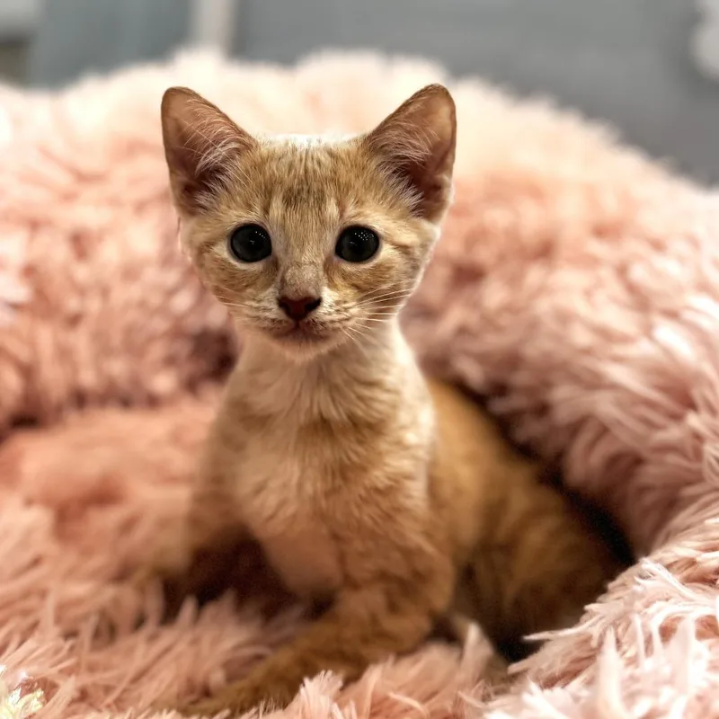 A baby small-sized female Buff / Tan / Fawn Domestic Short Hair cat named Gizelle for adoption in Bradenton, FL