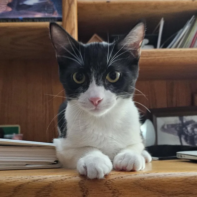 A baby small-sized male Buff / Tan / Fawn Domestic Short Hair cat named Arden for adoption in San Diego, CA