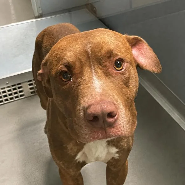 A young medium-sized male Labrador Retriever dog named Harry for adoption in Des Moines, IA