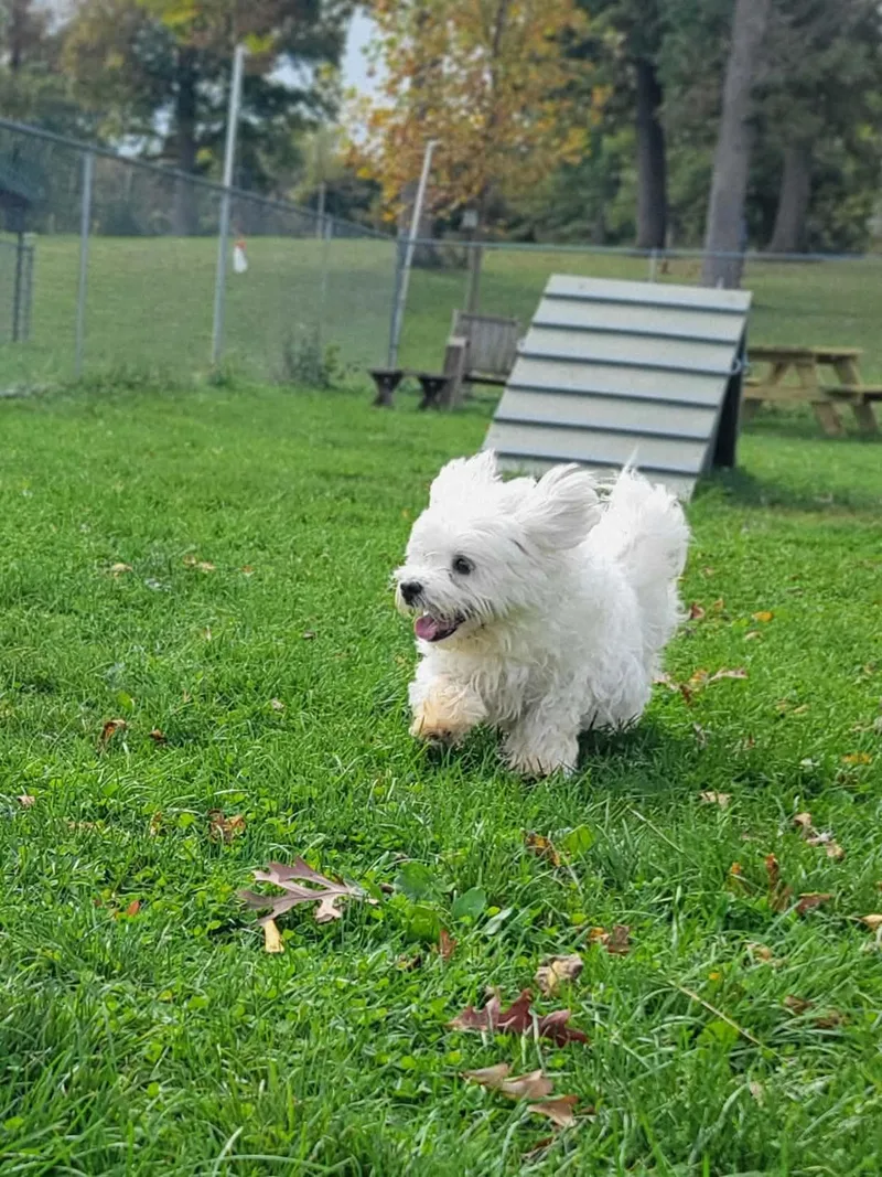 A senior medium-sized male Maltese dog named Toby for adoption in Chambersburg, PA