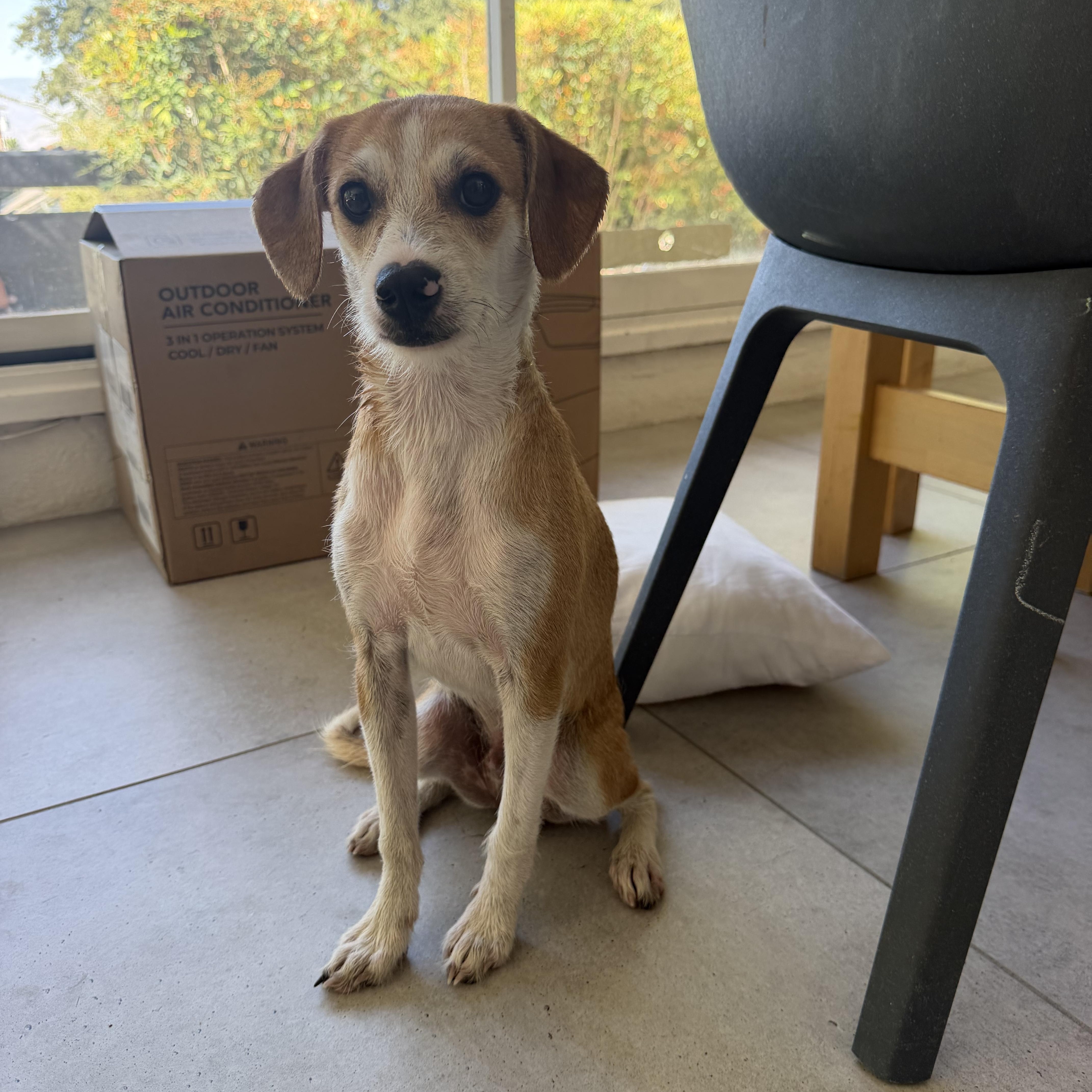 A young small-sized male Beagle dog named Antonio for adoption in Redlands , CA