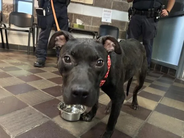 An adult medium-sized female Mixed Breed dog named Ms.Fergalicious for adoption in New York, NY