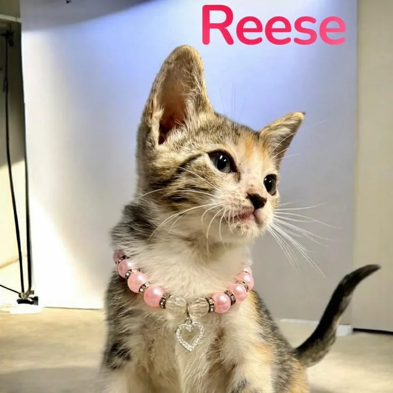 A baby small-sized female Calico Domestic Short Hair cat named Reese for adoption in League City, TX