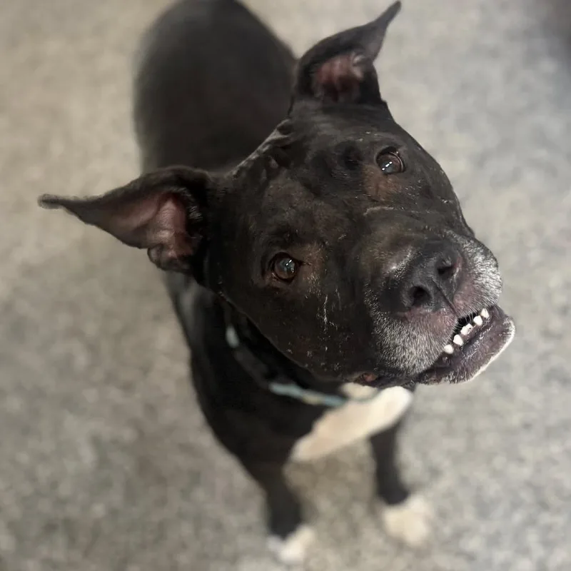 An adult large-sized male Black American Staffordshire Terrier dog named Capo for adoption in Collinsville , OK