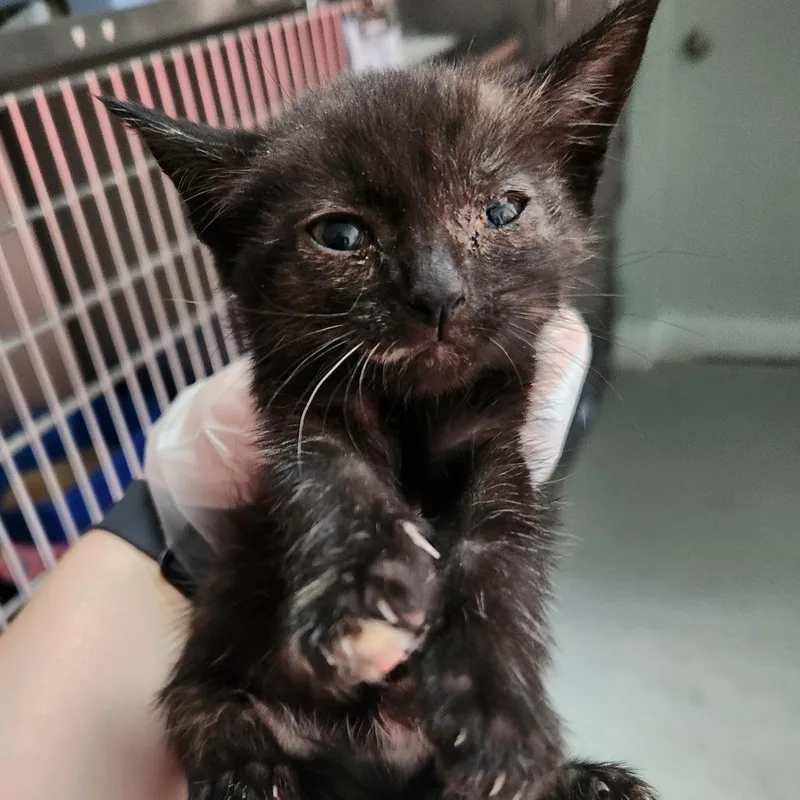 A baby small-sized female Black Domestic Short Hair cat named Cappadonna @ Pet Supermarket for adoption in Summerville, SC
