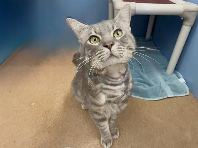 A young medium-sized male Domestic Medium Hair cat named Everest for adoption in Martinez, CA