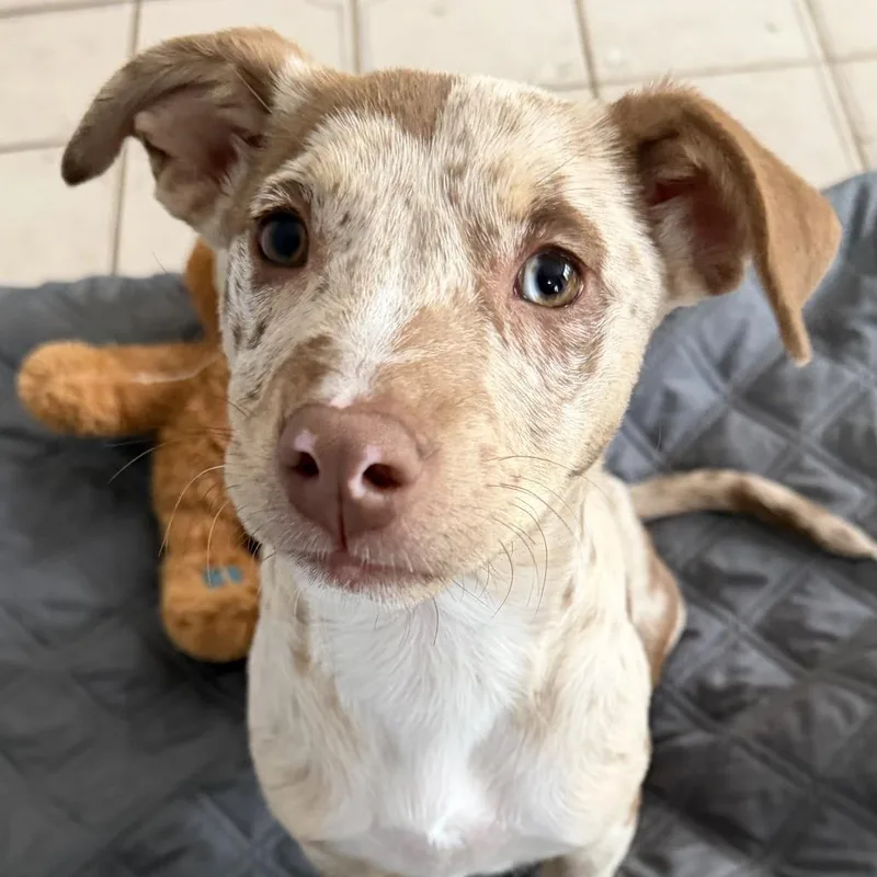 Ny Tinkerbell Avail Apr thumbnail 4