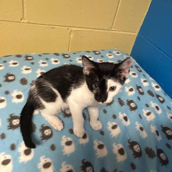 A baby small-sized male Black Domestic Short Hair cat named Donnie for adoption in Salem, WV