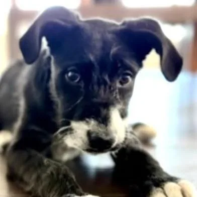 A baby medium-sized female Mixed Breed dog named Leyla for adoption in Chino valley, AZ
