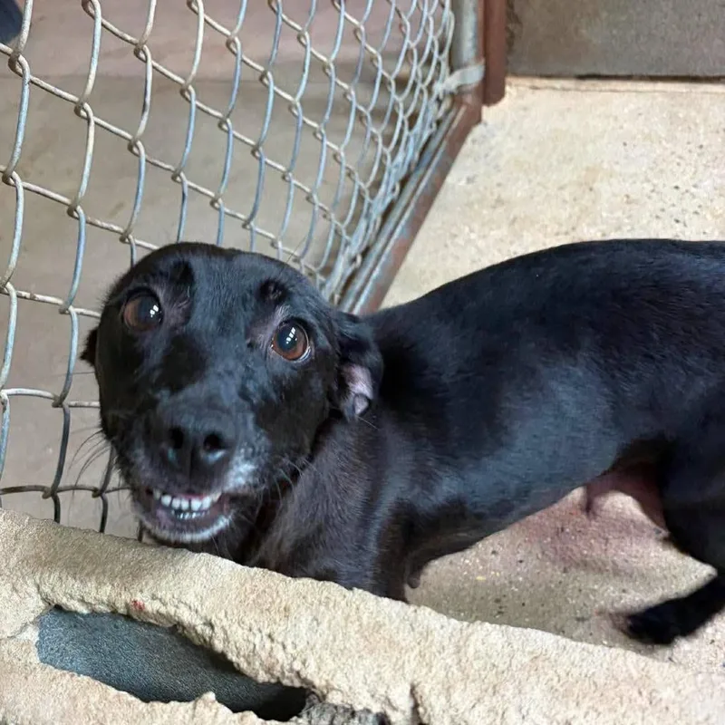 An adult medium-sized female Black Dachshund dog named Mildred for adoption in Alexandria, VA