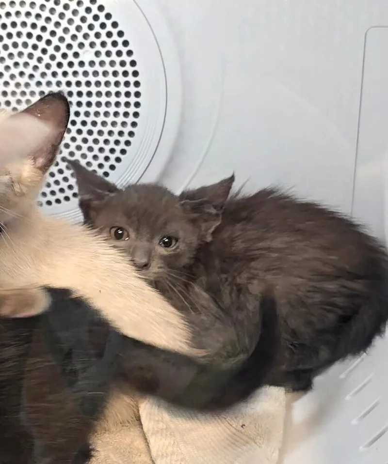 A baby small-sized male Siamese cat named North Beach for adoption in Pacifica, CA