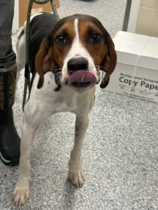 An adult medium-sized male Tricolor (Brown, Black, & White) Treeing Walker Coonhound dog named Unknown for adoption in Burgaw, NC