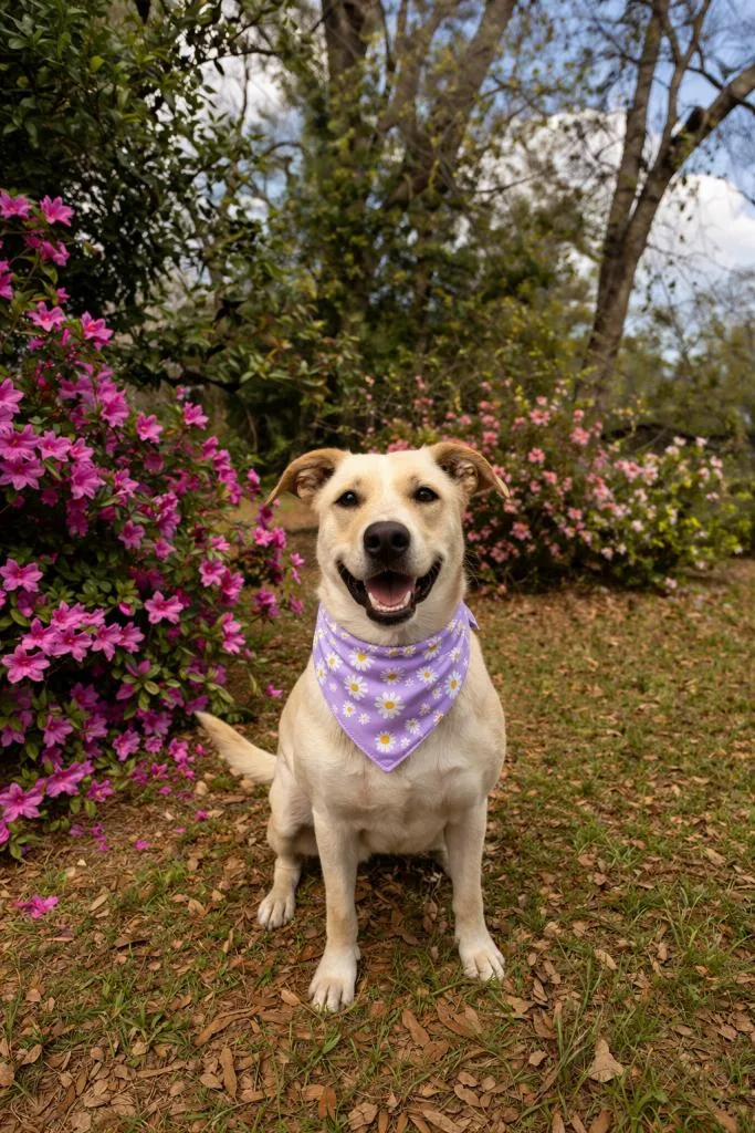 A young medium-sized female Shepherd dog named Blondie for adoption in eufaula, AL