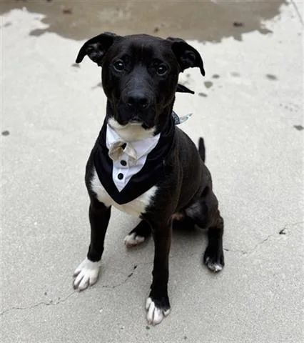 A young medium-sized male Pit Bull Terrier dog named Prince for adoption in Dayton, OH