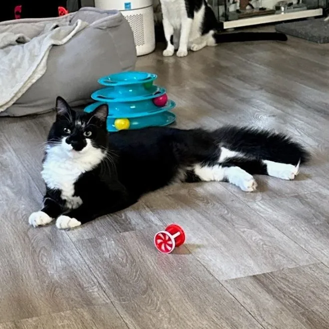 A young medium-sized male Black & White / Tuxedo Domestic Short Hair cat named Bigotes& Figaro for adoption in Los Angeles, CA