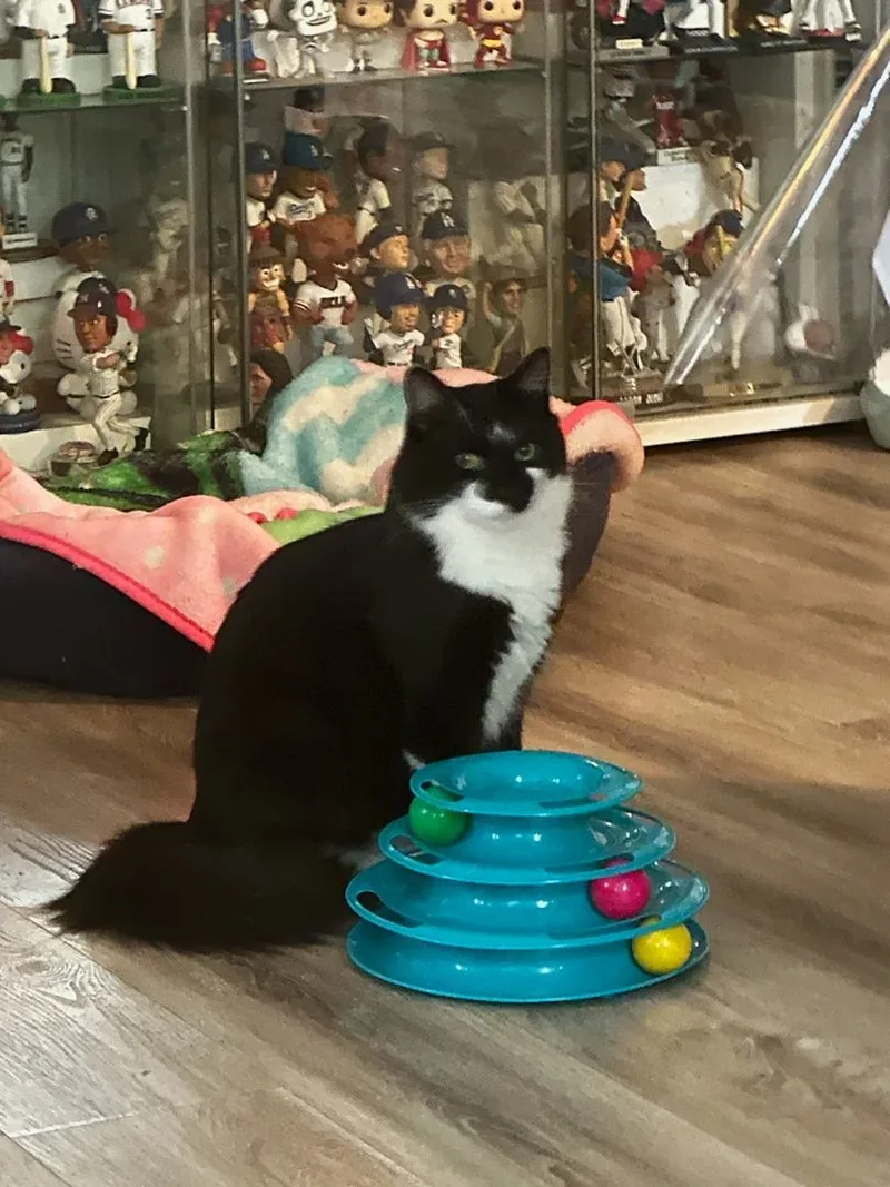 Bigotes& Figaro thumbnail 4