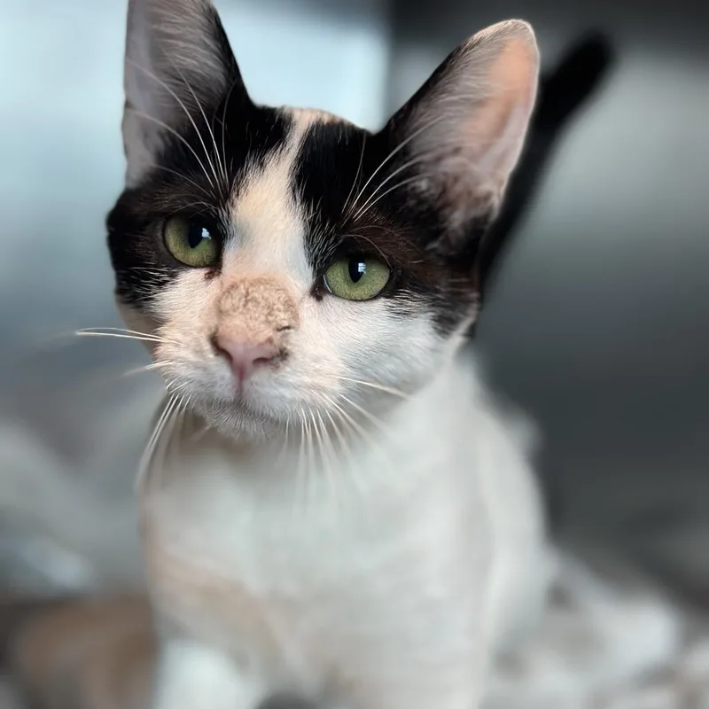 A young small-sized female Black Domestic Short Hair cat named Zenyatta for adoption in Matteson, IL