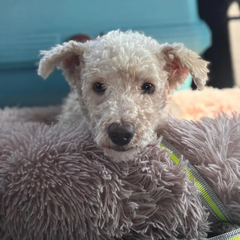 A senior small-sized male White / Cream Miniature Poodle dog named Lamb Chop for adoption in San Diego, CA
