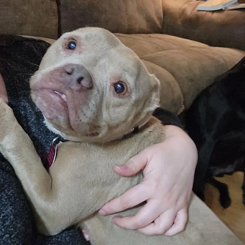 An adult medium-sized female English Bulldog dog named Vima for adoption in Fredericksburg, VA