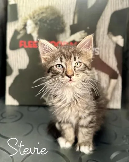 A baby small-sized female Domestic Long Hair cat named Stevie for adoption in Morton Grove, IL