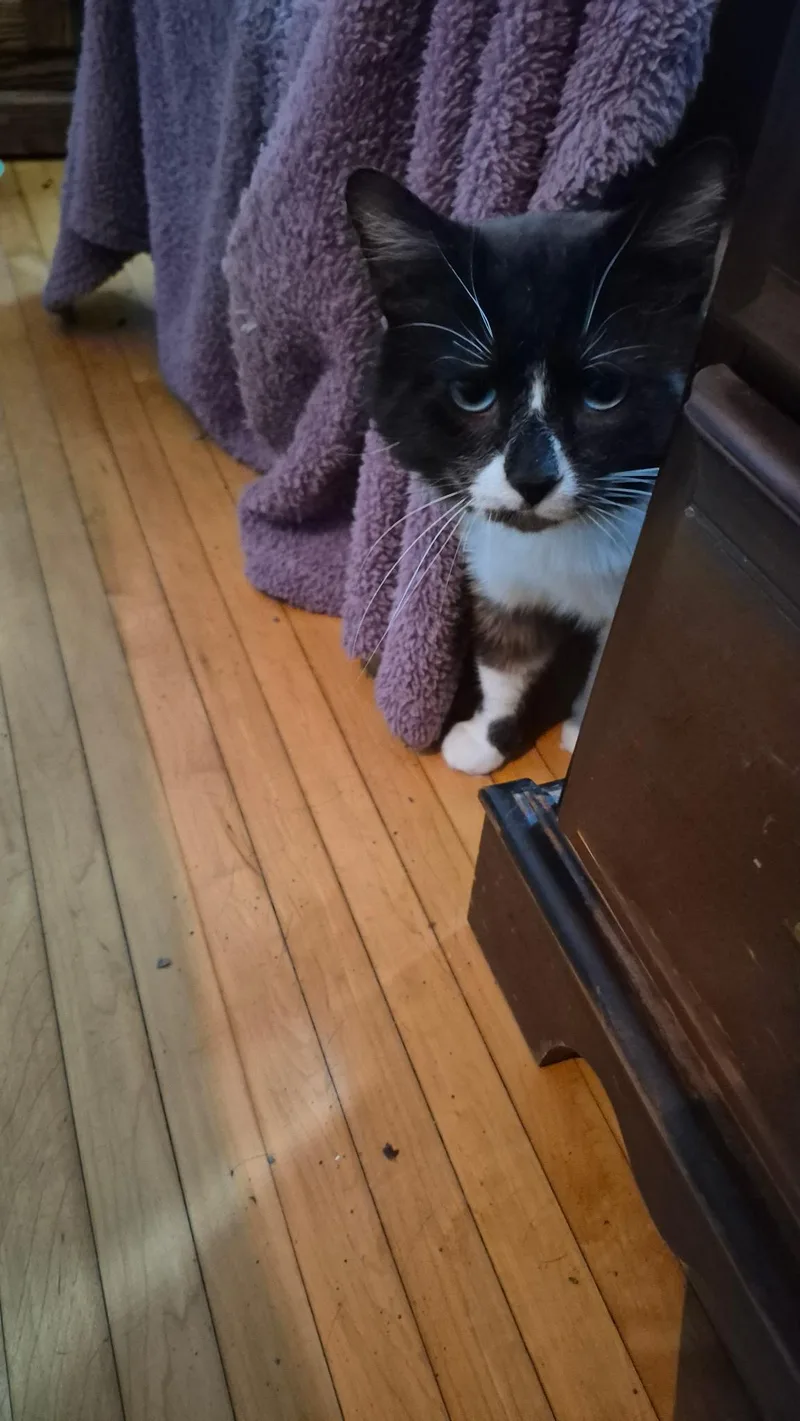 An adult medium-sized male Snowshoe cat named George for adoption in Louisville, KY