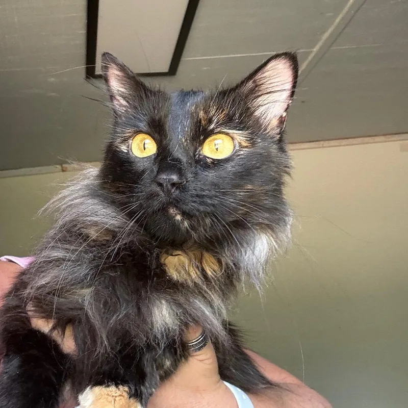 An adult medium-sized female Tortoiseshell Domestic Long Hair cat named Ghost for adoption in Hattiesburg, MS