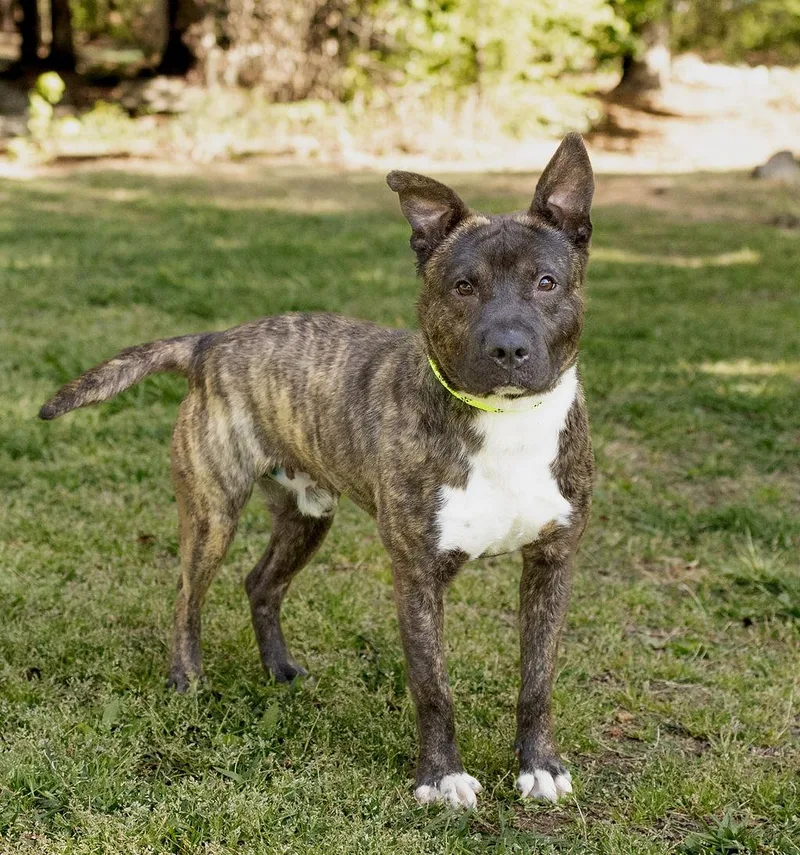 An adult medium-sized male Mixed Breed dog named Donkey for adoption in Durham, NC