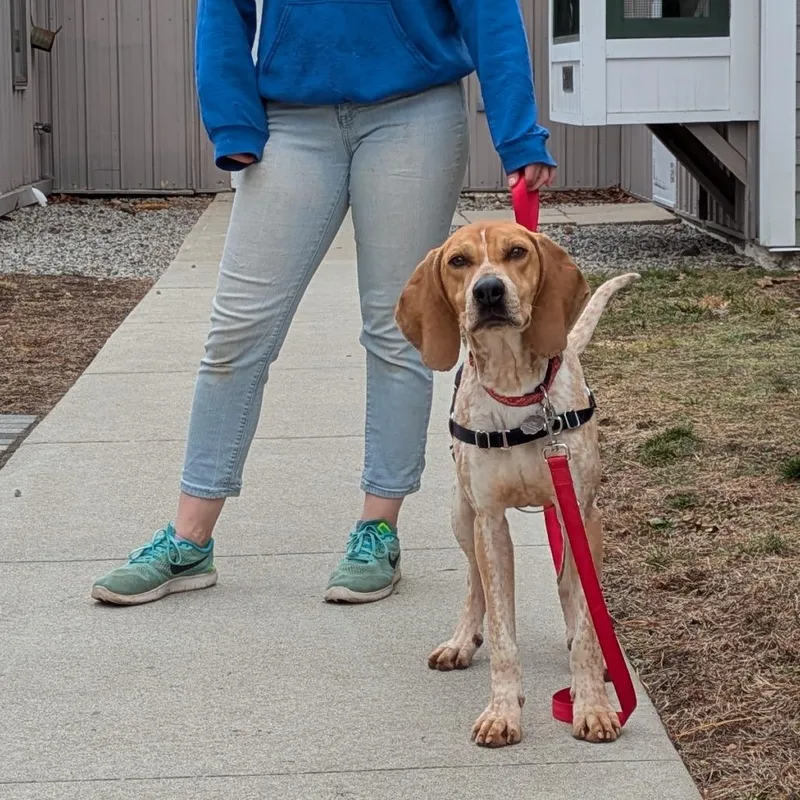 An adult medium-sized male Yellow / Tan / Blond / Fawn Coonhound dog named Nitro for adoption in Kennebunk, ME