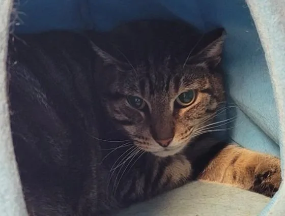 An adult medium-sized female Domestic Short Hair cat named Seymour Mushnik for adoption in Windsor, CT