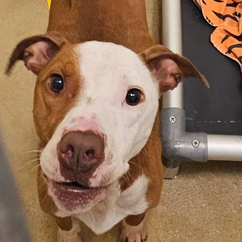 An adult medium-sized male Yellow / Tan / Blond / Fawn Mixed Breed dog named Energizer for adoption in Asheville, NC