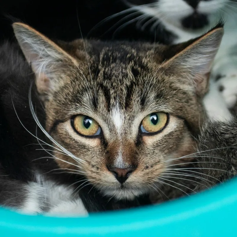 A baby medium-sized male Brown / Chocolate Domestic Short Hair cat named Parallelogram for adoption in Middletown, RI