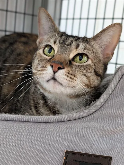 An adult medium-sized female Domestic Short Hair cat named Itty for adoption in Canfield, OH