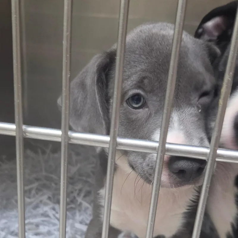 A baby medium-sized female Gray / Blue / Silver Border Collie dog named Julia for adoption in Lakeland, FL