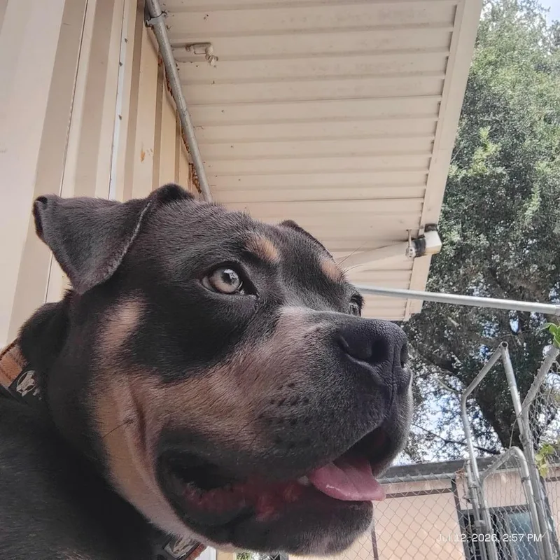 An adult medium-sized male Gray / Blue / Silver Pit Bull Terrier dog named Mr. T for adoption in St. Helena, CA