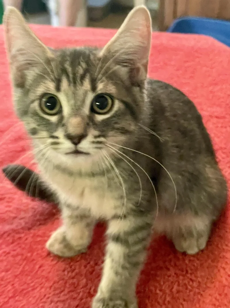 Milo