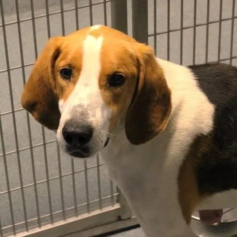 An adult medium-sized male Tricolor (Brown, Black, & White) Hound dog named 26-00590 for adoption in Fredericksburg, VA