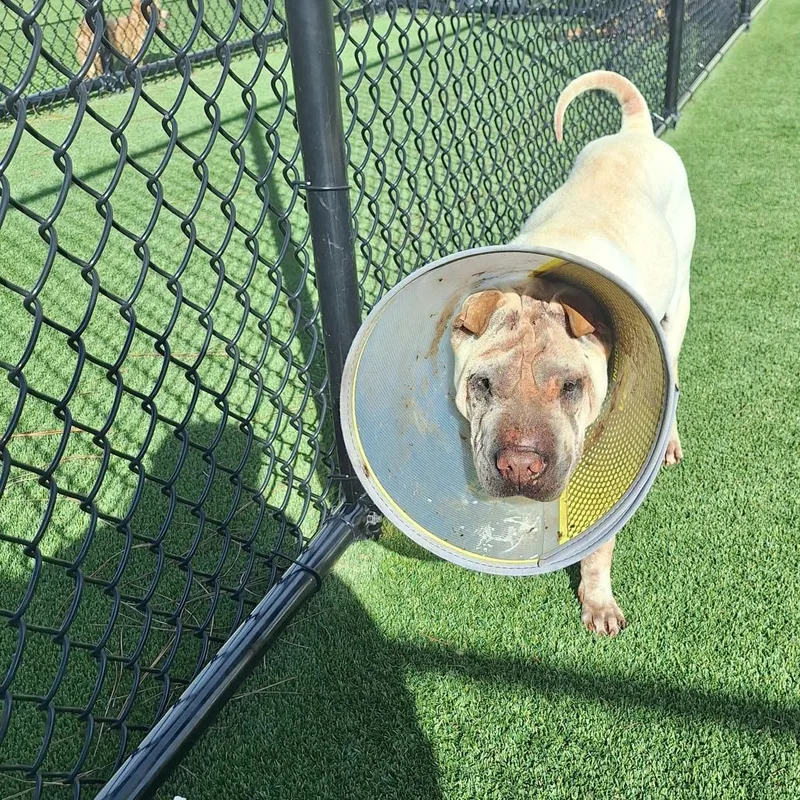A senior small-sized male Shar-Pei dog named Crosby Crinkles for adoption in LOXAHATCHEE, FL